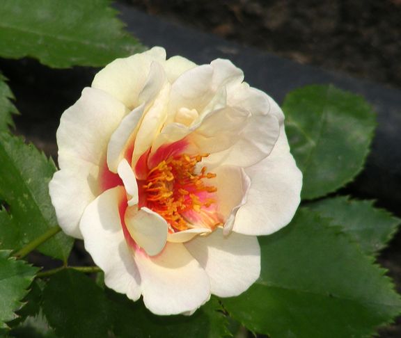 Bulls Eye photo be2014_07270029_zps222194ac.jpg